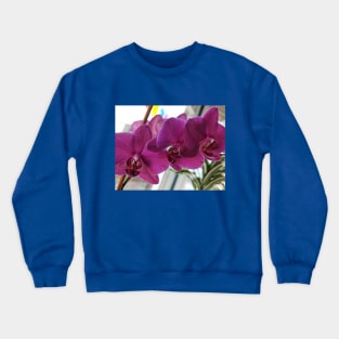 Indoor Jungle - Orchid Crewneck Sweatshirt